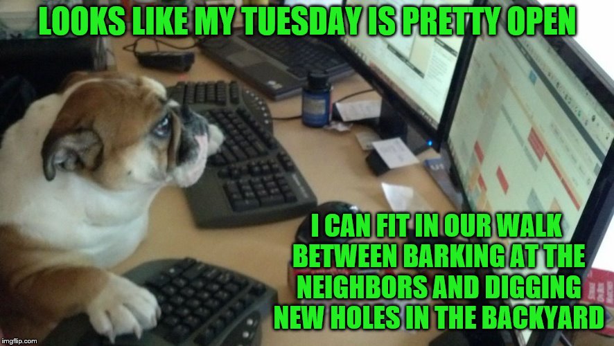 He's a planner. | LOOKS LIKE MY TUESDAY IS PRETTY OPEN; I CAN FIT IN OUR WALK BETWEEN BARKING AT THE NEIGHBORS AND DIGGING NEW HOLES IN THE BACKYARD | image tagged in memes,dogs,calendar,schedule,dog computer | made w/ Imgflip meme maker