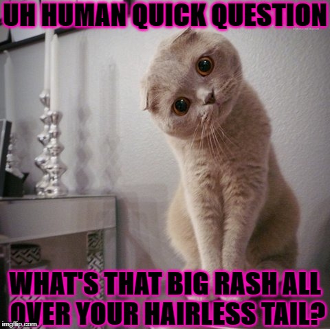 UH HUMAN QUICK QUESTION; WHAT'S THAT BIG RASH ALL OVER YOUR HAIRLESS TAIL? | image tagged in hairless tail | made w/ Imgflip meme maker