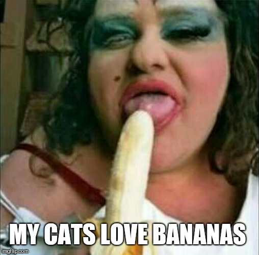 MY CATS LOVE BANANAS | made w/ Imgflip meme maker