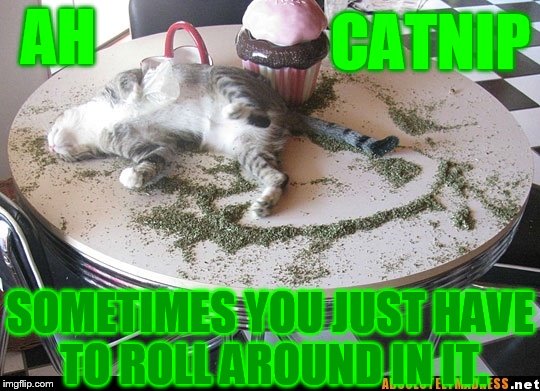 AH SOMETIMES YOU JUST HAVE TO ROLL AROUND IN IT. CATNIP | made w/ Imgflip meme maker