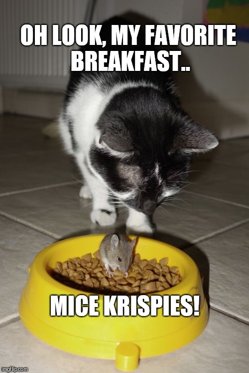 OH LOOK, MY FAVORITE BREAKFAST.. MICE KRISPIES! | image tagged in mmm,cat weekend,mouse | made w/ Imgflip meme maker