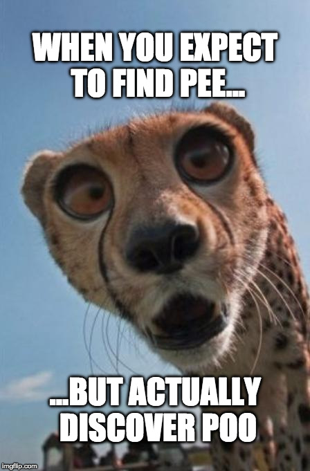 shocked cheetah | WHEN YOU EXPECT TO FIND PEE... ...BUT ACTUALLY DISCOVER POO | image tagged in shocked cheetah | made w/ Imgflip meme maker