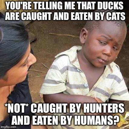 Third World Skeptical Kid Meme | YOU'RE TELLING ME THAT DUCKS ARE CAUGHT AND EATEN BY CATS *NOT* CAUGHT BY HUNTERS AND EATEN BY HUMANS? | image tagged in memes,third world skeptical kid | made w/ Imgflip meme maker