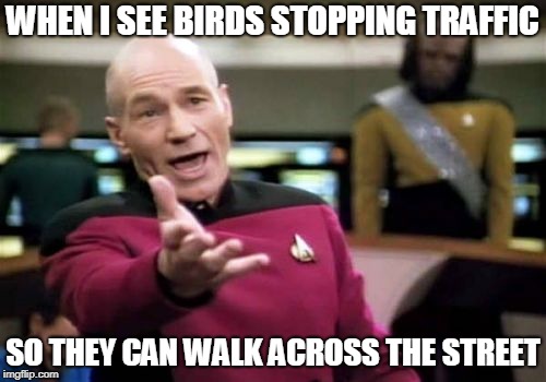 Picard Wtf | WHEN I SEE BIRDS STOPPING TRAFFIC; SO THEY CAN WALK ACROSS THE STREET | image tagged in memes,picard wtf,why did the chicken cross the road,birds,traffic,geese | made w/ Imgflip meme maker