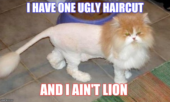 A late submission for Cat Weekend, a Landon_the_memer, 1forpeace, & JBmemegeek event! | I HAVE ONE UGLY HAIRCUT; AND I AIN'T LION | image tagged in cat weekend,jbmemegeek,1forpeace,cats,funny animals | made w/ Imgflip meme maker