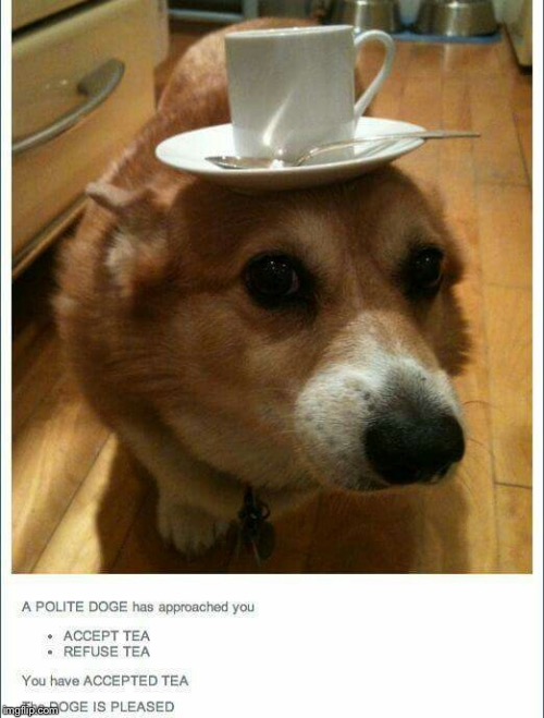 Polite doggo | image tagged in doggo,raydog,polite,lol,memes | made w/ Imgflip meme maker