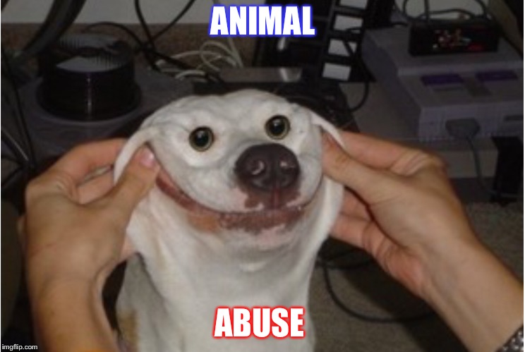 Animal abuse  | ANIMAL; ABUSE | image tagged in abuse | made w/ Imgflip meme maker