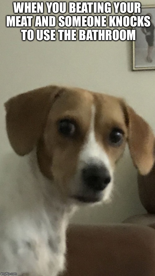 WHEN YOU BEATING YOUR MEAT AND SOMEONE KNOCKS TO USE THE BATHROOM | image tagged in ranger the dog | made w/ Imgflip meme maker