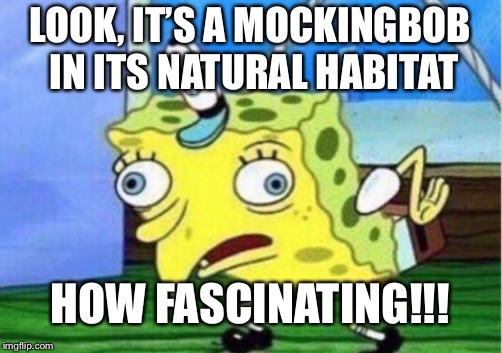 Mocking Spongebob | LOOK, IT’S A MOCKINGBOB IN ITS NATURAL HABITAT; HOW FASCINATING!!! | image tagged in memes,mocking spongebob | made w/ Imgflip meme maker
