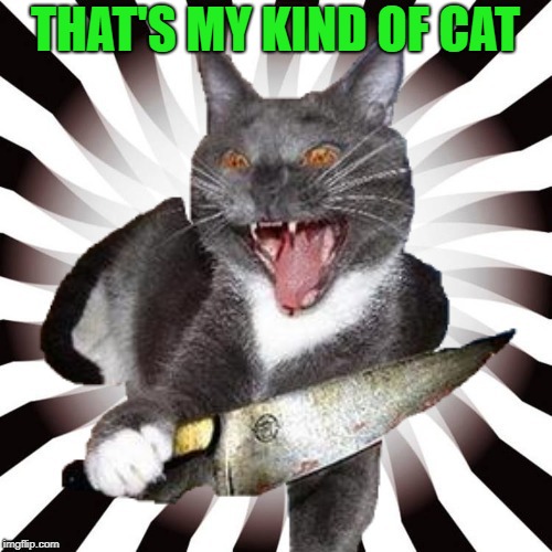THAT'S MY KIND OF CAT | made w/ Imgflip meme maker