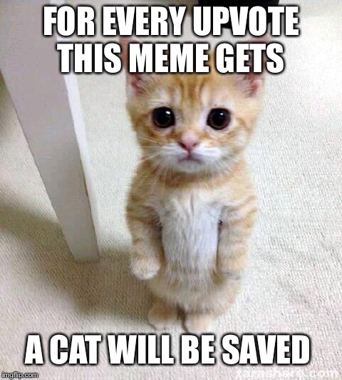 Cute Cat Meme | FOR EVERY UPVOTE THIS MEME GETS; A CAT WILL BE SAVED | image tagged in memes,cute cat | made w/ Imgflip meme maker