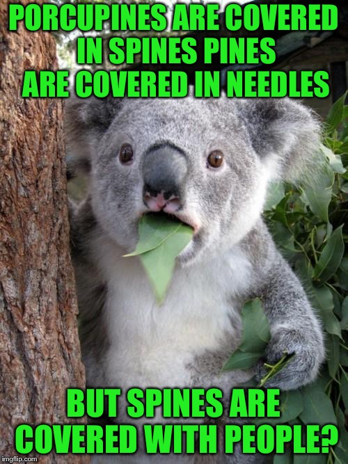Like WTF? | PORCUPINES ARE COVERED IN SPINES PINES ARE COVERED IN NEEDLES; BUT SPINES ARE COVERED WITH PEOPLE? | image tagged in memes,surprised koala,wtf | made w/ Imgflip meme maker