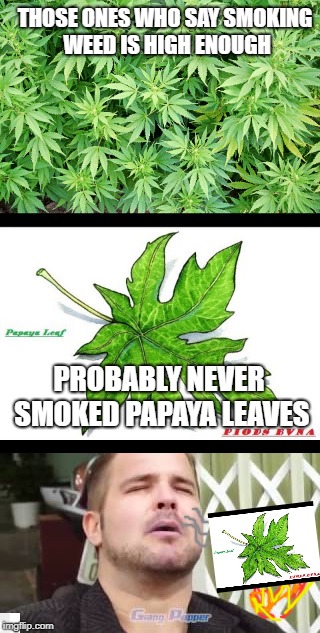 who tried | THOSE ONES WHO SAY SMOKING WEED IS HIGH ENOUGH; PROBABLY NEVER SMOKED PAPAYA LEAVES | image tagged in smoke,weed,papaya leaf,too damn high,dank,memes | made w/ Imgflip meme maker