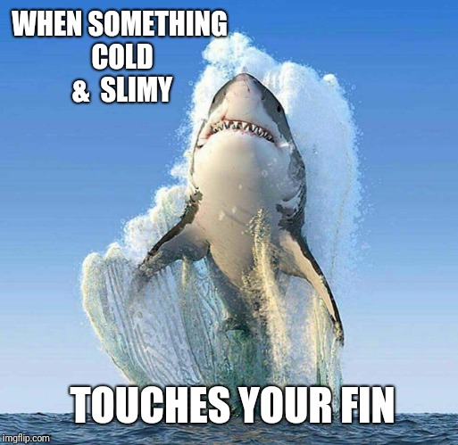 Something touched me | WHEN SOMETHING COLD &  SLIMY; TOUCHES YOUR FIN | image tagged in ewww slimy gross cold touch | made w/ Imgflip meme maker