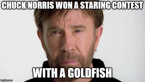 Chuck Norris |  CHUCK NORRIS WON A STARING CONTEST; WITH A GOLDFISH | image tagged in chuck norris | made w/ Imgflip meme maker
