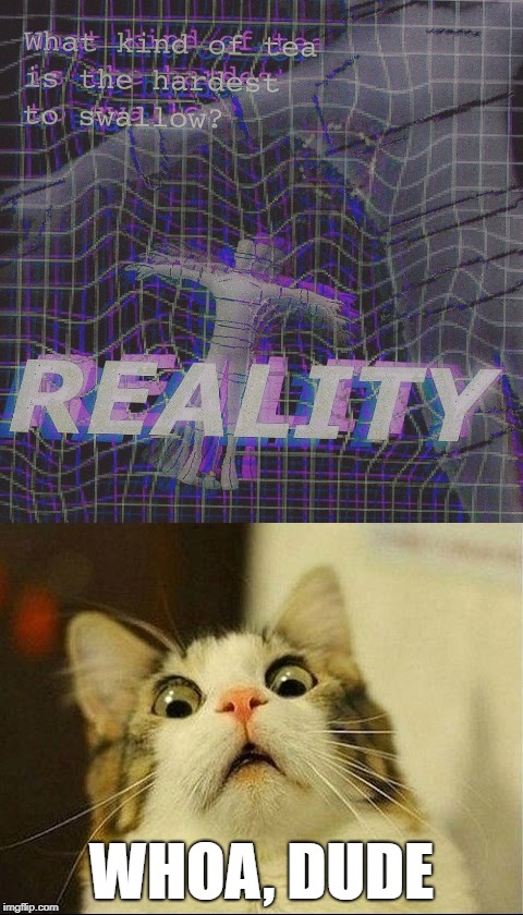 That's Like, Far Out, Man | WHOA, DUDE | image tagged in reality,tea,cat | made w/ Imgflip meme maker