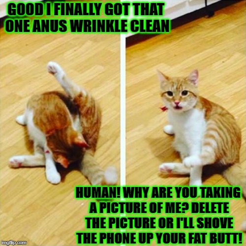 PRIVACY PLEASE | GOOD I FINALLY GOT THAT ONE ANUS WRINKLE CLEAN; HUMAN! WHY ARE YOU TAKING A PICTURE OF ME? DELETE THE PICTURE OR I'LL SHOVE THE PHONE UP YOUR FAT BUTT! | image tagged in privacy please | made w/ Imgflip meme maker