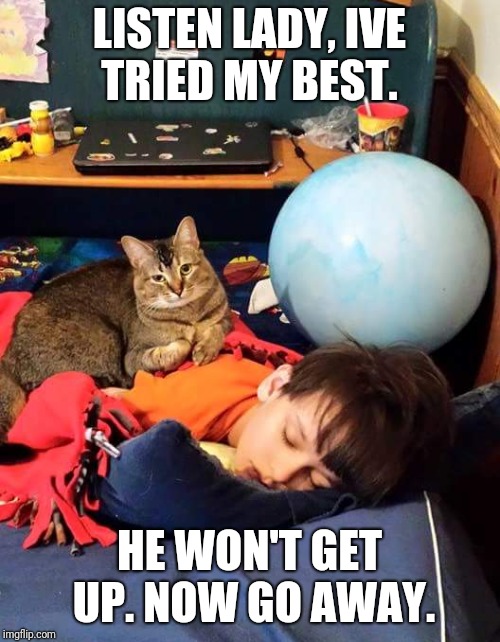 LISTEN LADY, IVE TRIED MY BEST. HE WON'T GET UP. NOW GO AWAY. | image tagged in cats | made w/ Imgflip meme maker