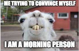 image tagged in llama,mornings,memes | made w/ Imgflip meme maker