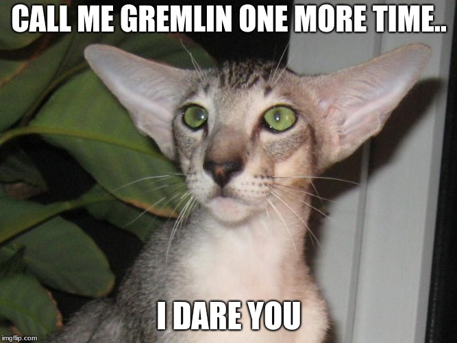 I may be a little late but I'm not missing out on cat weekend..Cat Weekend, May 11-13, a Landon_the_memer, 1forpeace, and JBmeme | CALL ME GREMLIN ONE MORE TIME.. I DARE YOU | image tagged in cats,meme,cat weekend | made w/ Imgflip meme maker