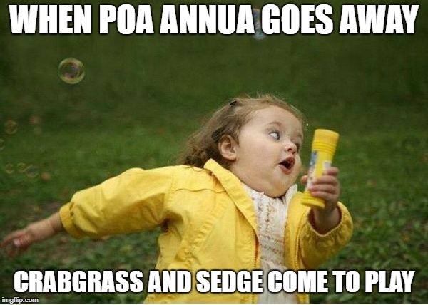 Chubby Bubbles Girl Meme | WHEN POA ANNUA GOES AWAY; CRABGRASS AND SEDGE COME TO PLAY | image tagged in memes,chubby bubbles girl | made w/ Imgflip meme maker