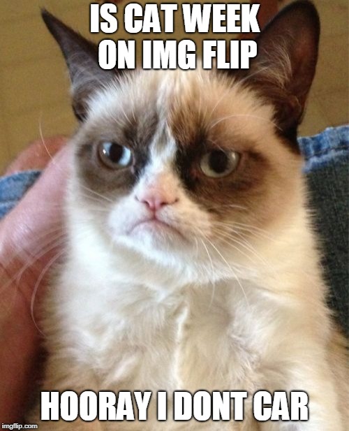 Grumpy Cat Meme | IS CAT WEEK ON IMG FLIP; HOORAY I DONT CAR | image tagged in memes,grumpy cat | made w/ Imgflip meme maker