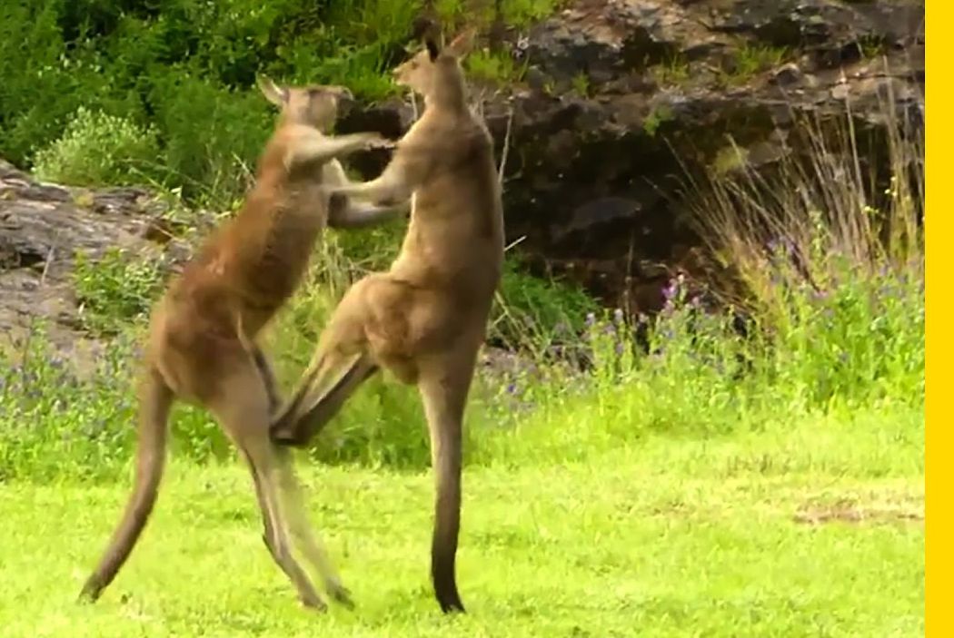 High Quality Kangaroo Fight Blank Meme Template