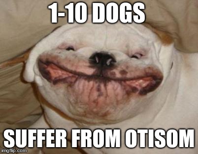 1-10 DOGS; SUFFER FROM OTISOM | image tagged in memes | made w/ Imgflip meme maker