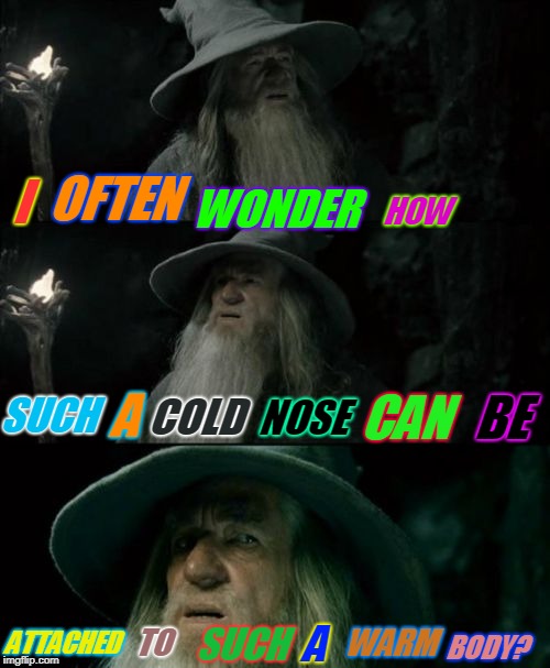 Speaking on dogs, and their ice cold noses! | HOW; OFTEN; I; WONDER; NOSE; SUCH; A; COLD; CAN; BE; ATTACHED; SUCH; WARM; A; TO; BODY? | image tagged in memes,confused gandalf,cold dog nose,nixieknox | made w/ Imgflip meme maker