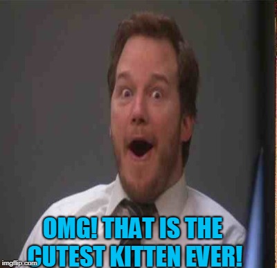 OMG! THAT IS THE CUTEST KITTEN EVER! | made w/ Imgflip meme maker