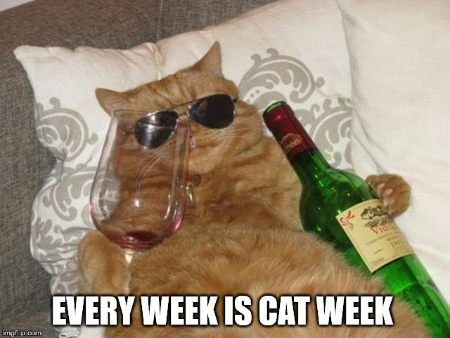 cool cat | EVERY WEEK IS CAT WEEK | image tagged in cat,cool cat stroll | made w/ Imgflip meme maker