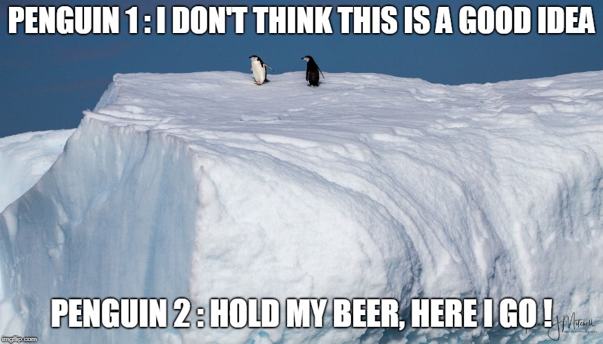 PENGUIN 1 : I DON'T THINK THIS IS A GOOD IDEA; PENGUIN 2 : HOLD MY BEER, HERE I GO ! | made w/ Imgflip meme maker