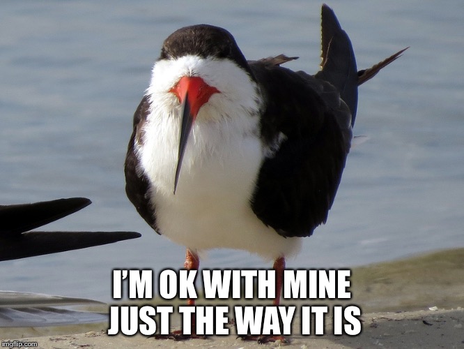 Even Less Popular Opinion Bird | I’M OK WITH MINE JUST THE WAY IT IS | image tagged in even less popular opinion bird | made w/ Imgflip meme maker