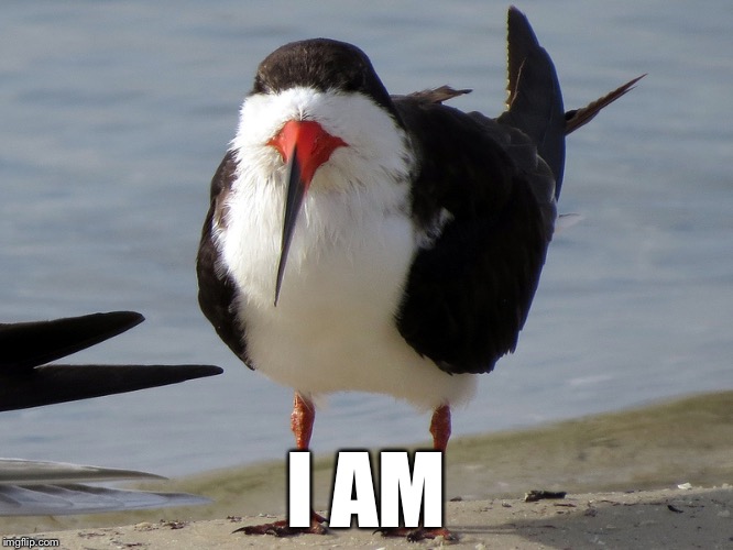 Even Less Popular Opinion Bird | I AM | image tagged in even less popular opinion bird | made w/ Imgflip meme maker