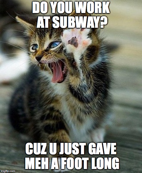 Cat meme | DO YOU WORK AT SUBWAY? CUZ U JUST GAVE MEH A FOOT LONG | image tagged in cat meme | made w/ Imgflip meme maker