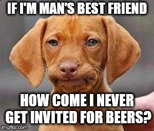 Frustrated dog | IF I'M MAN'S BEST FRIEND; HOW COME I NEVER GET INVITED FOR BEERS? | image tagged in frustrated dog | made w/ Imgflip meme maker