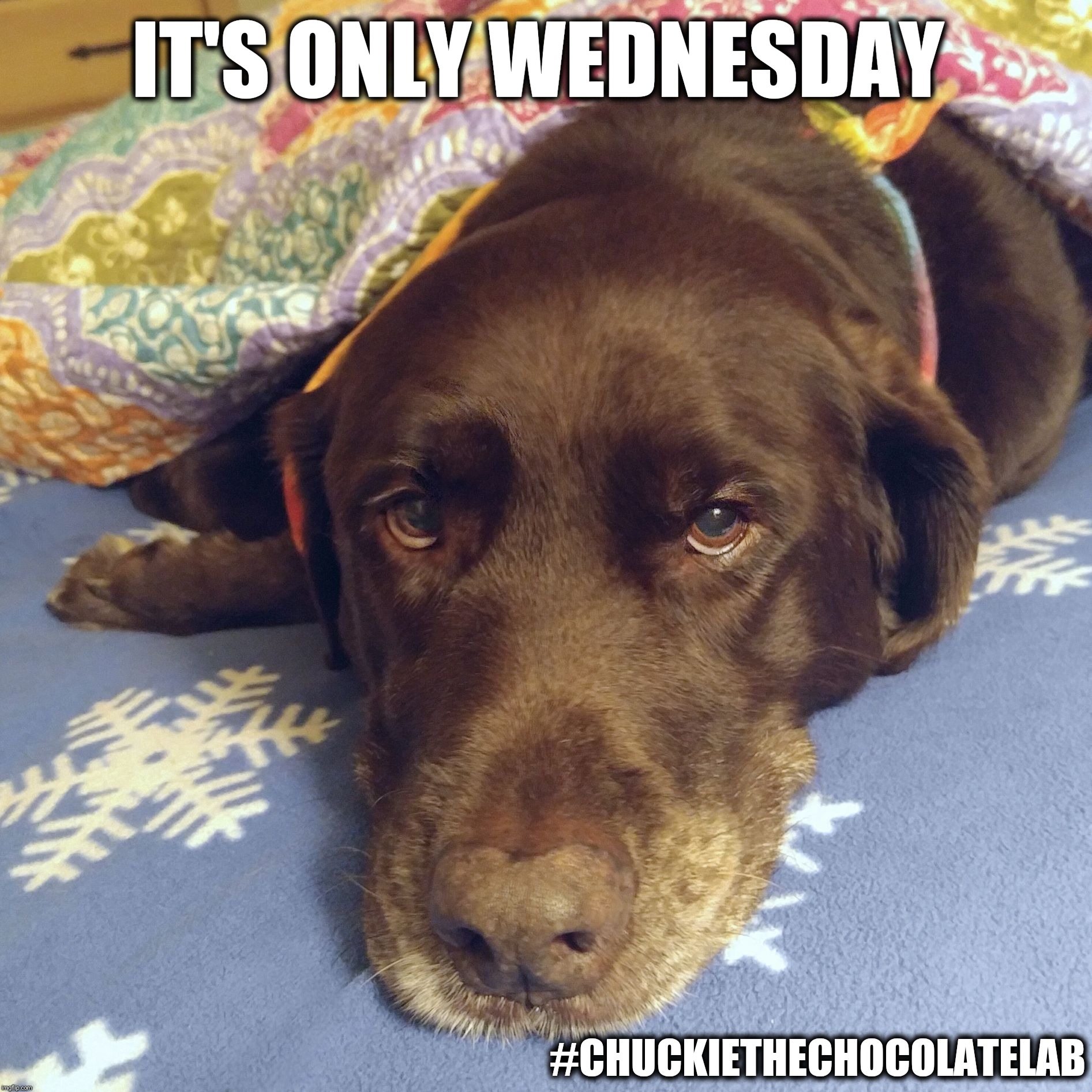 Image tagged in chuckie the chocolate lab - Imgflip