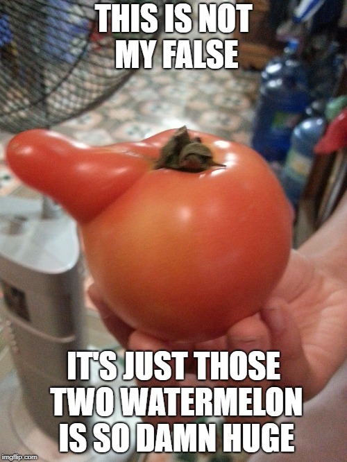 tomato boner | THIS IS NOT MY FALSE; IT'S JUST THOSE TWO WATERMELON IS SO DAMN HUGE | image tagged in tomato,memes,watermelon,boner,funny | made w/ Imgflip meme maker