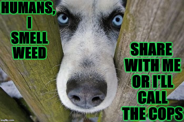 HUMANS, I SMELL WEED; SHARE WITH ME OR I'LL CALL THE COPS | image tagged in weed hound | made w/ Imgflip meme maker