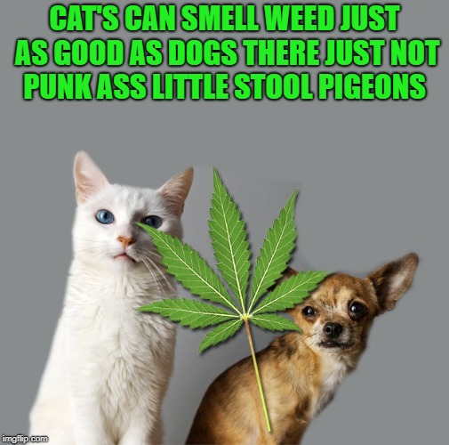 cat's can smell weed just as good as dogs  | CAT'S CAN SMELL WEED JUST AS GOOD AS DOGS THERE JUST NOT PUNK ASS LITTLE STOOL PIGEONS | image tagged in cats,weed,dog,funny,joke | made w/ Imgflip meme maker