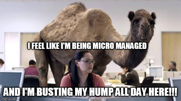 Hump Day Camel | I FEEL LIKE I'M BEING MICRO MANAGED; AND I'M BUSTING MY HUMP ALL DAY HERE!!! | image tagged in hump day camel | made w/ Imgflip meme maker