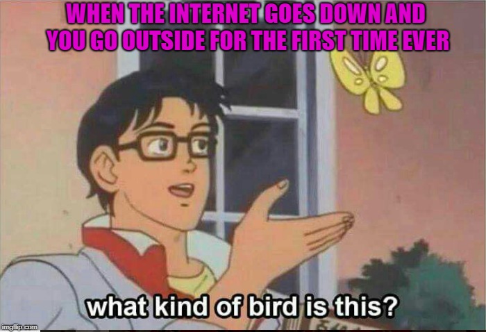 I think it's a penguin |  WHEN THE INTERNET GOES DOWN AND YOU GO OUTSIDE FOR THE FIRST TIME EVER | image tagged in memes,trhtimmy,what kind of bird is this,internet | made w/ Imgflip meme maker