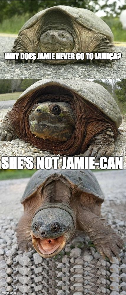 if my friend or cousin sees this they might laugh hard as heck | WHY DOES JAMIE NEVER GO TO JAMICA? SHE'S NOT JAMIE-CAN | image tagged in bad pun tortoise,jamica,jamie | made w/ Imgflip meme maker