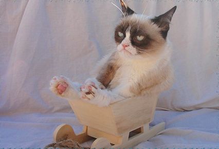 Grumpy Cat In a Sleigh Blank Meme Template