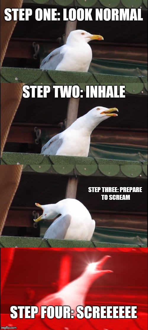 Inhaling Seagull | STEP ONE: LOOK NORMAL; STEP TWO: INHALE; STEP THREE: PREPARE TO SCREAM; STEP FOUR: SCREEEEEE | image tagged in memes,inhaling seagull | made w/ Imgflip meme maker