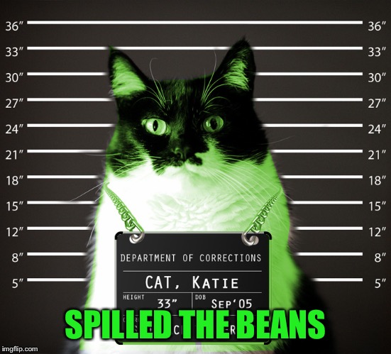 RayCat Incarcerated | SPILLED THE BEANS | image tagged in raycat incarcerated | made w/ Imgflip meme maker