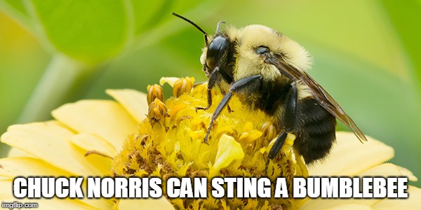 Chuck Norris bumblebee | CHUCK NORRIS CAN STING A BUMBLEBEE | image tagged in chuck norris,memes,bumblebee | made w/ Imgflip meme maker
