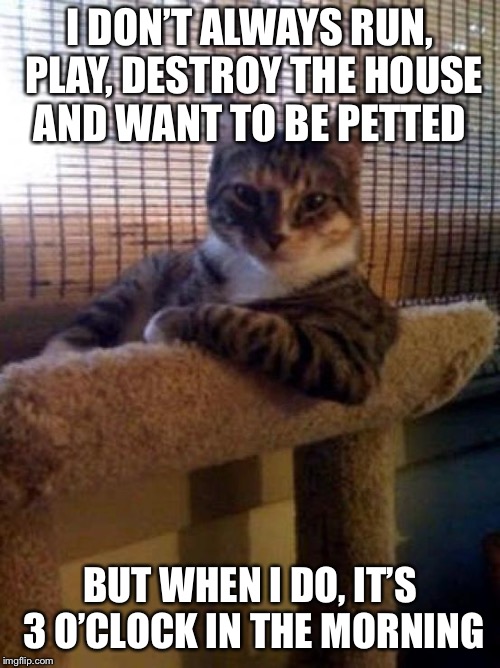 The Most Interesting Cat In The World Meme | I DON’T ALWAYS RUN, PLAY, DESTROY THE HOUSE AND WANT TO BE PETTED; BUT WHEN I DO, IT’S 3 O’CLOCK IN THE MORNING | image tagged in memes,the most interesting cat in the world | made w/ Imgflip meme maker