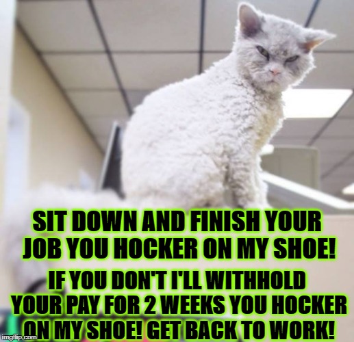 SIT DOWN AND FINISH YOUR JOB YOU HOCKER ON MY SHOE! IF YOU DON'T I'LL WITHHOLD YOUR PAY FOR 2 WEEKS YOU HOCKER ON MY SHOE! GET BACK TO WORK! | image tagged in shoe hocker | made w/ Imgflip meme maker