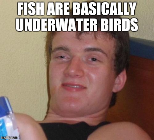 10 Guy Meme | FISH ARE BASICALLY UNDERWATER BIRDS | image tagged in memes,10 guy,jbmemegeek,bad jokes | made w/ Imgflip meme maker